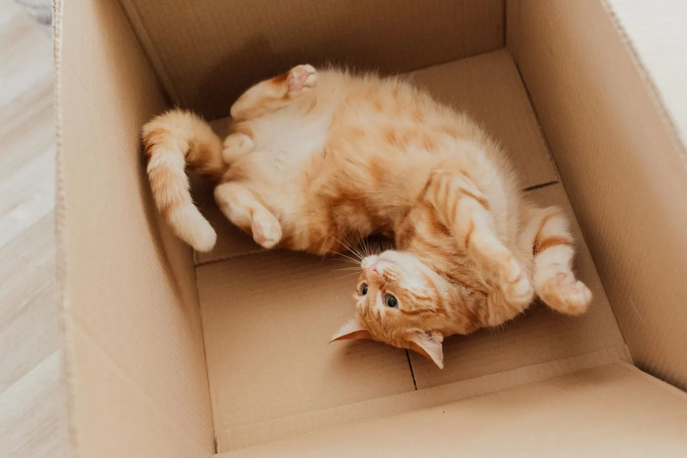 Boxe